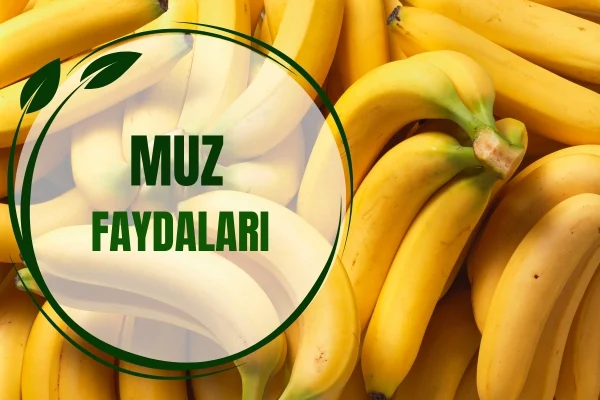 Muz ve Faydaları