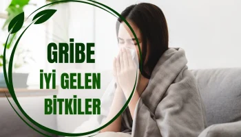 Gribe İyi Gelen Bitkiler